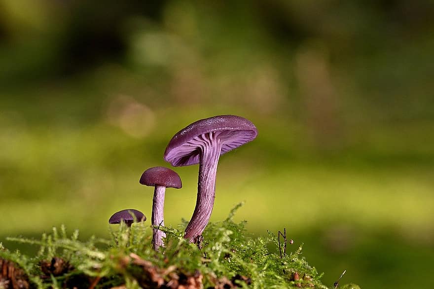 mushrooms, disc fungi, moss