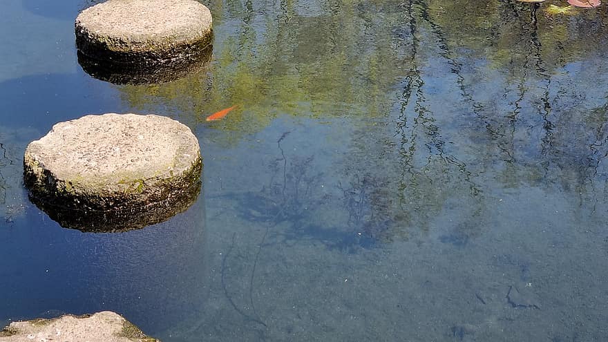 zlatá rybka, rybník, jaro, Příroda, voda, modrý, letní, pozadí, mokré, detail, zelená barva
