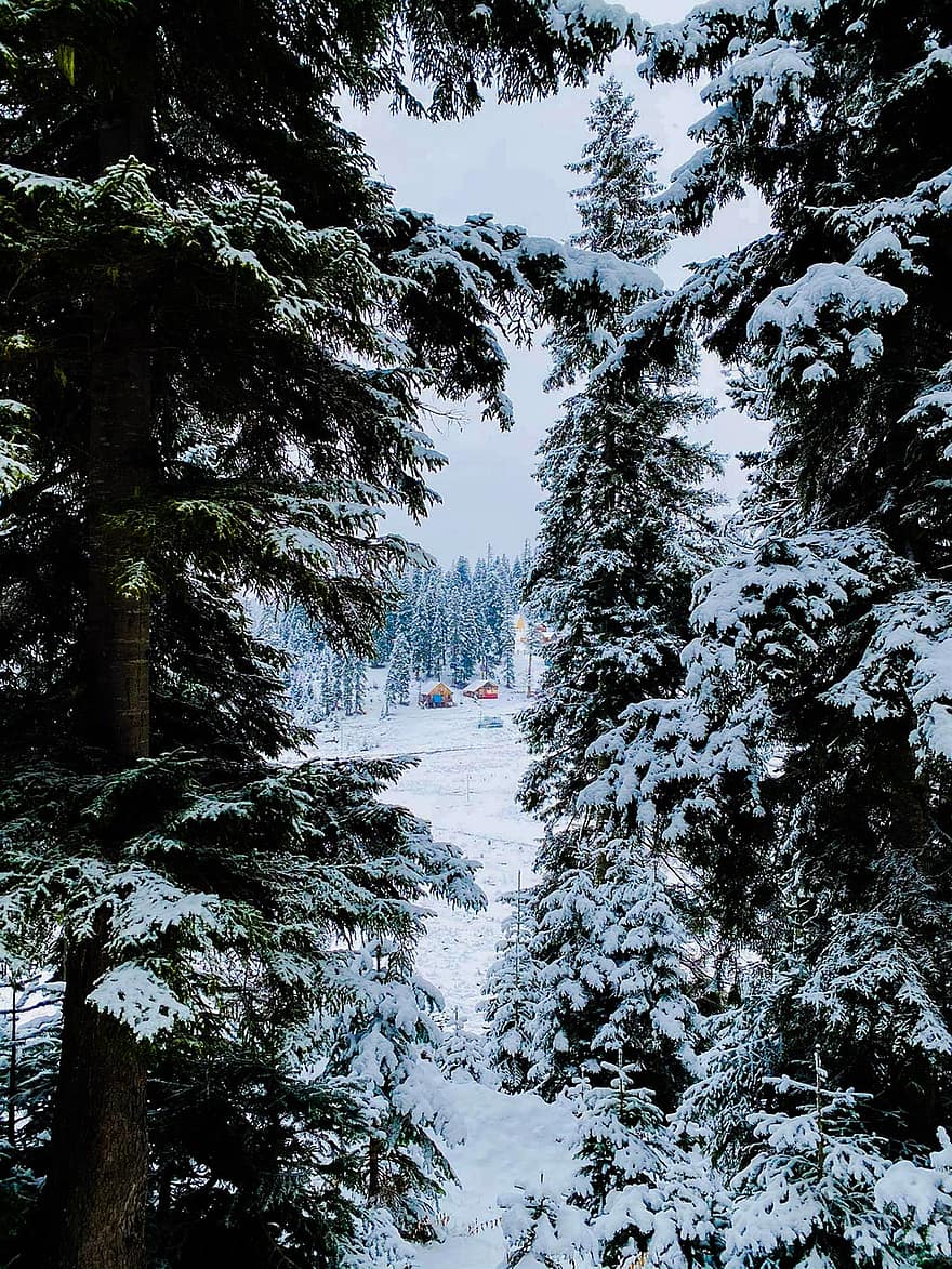 natură, aventură, copac, zăpadă, alb