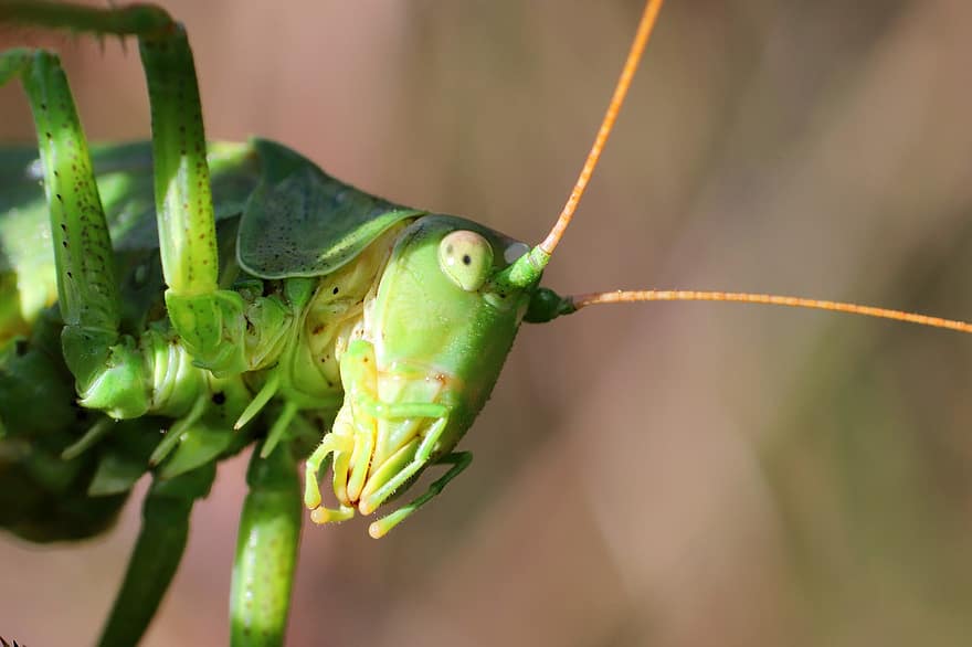 cavalletta, macrofotografia, viridissima, insetto, entomologia, avvicinamento, insetto verde