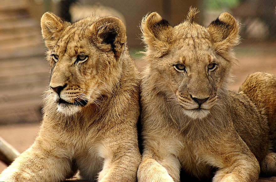 Lion, Brothers, Mane, Male, Carnivores, Young, Adolescent, Sitting, Lying, Animal, Wildlife