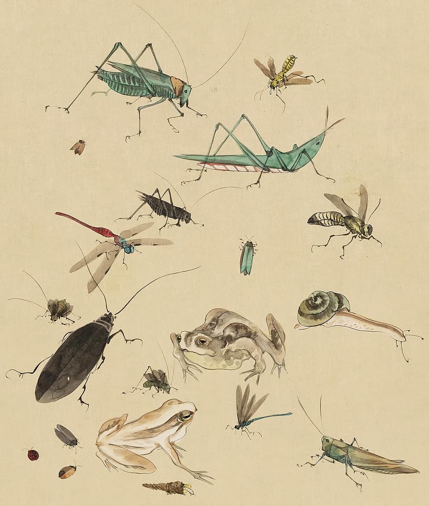 포도 수확, 옛날의, 구식의, 고대 미술, 일본어, 미술, 수채화, 그린, 동물, 야생, 야생 생물, 곤충