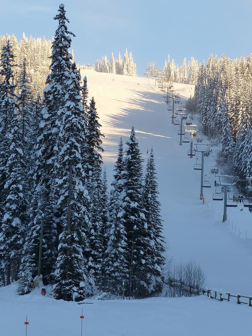 pohon, alam, musim dingin, musim, di luar rumah, resor ski, bermain ski, salju, gunung, hutan, olahraga