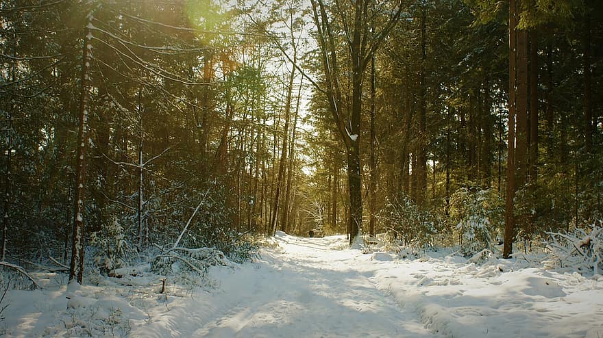 floresta, caminho, inverno, neve, nascer do sol, manhã, luz solar, frio, arvores, madeiras, ao ar livre