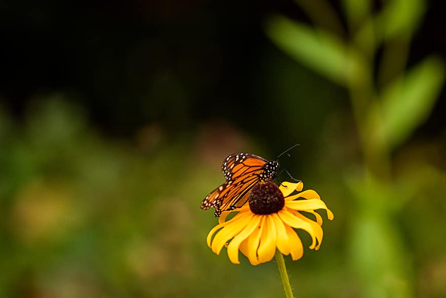 sommerfugl, insekt, hage, sommer, detalj, bug, vinger, natur, fargerik, vill, utendørs
