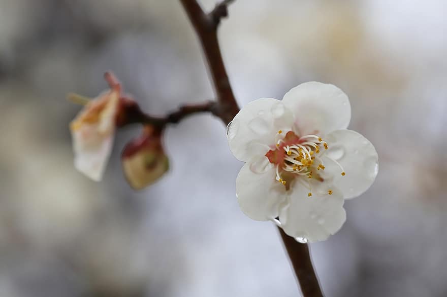 Plum Blossoms, Plum Flowers, Spring Flowers, Spring, Plum Tree, Flowers, Nature, Close Up, close-up, flower, springtime