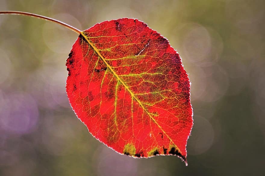 Fall Leaves, Beech, Autumn Light, Lived, Transient, Back Lighting, Pattern, Shape, Nature, Closeup, Autumn Theme