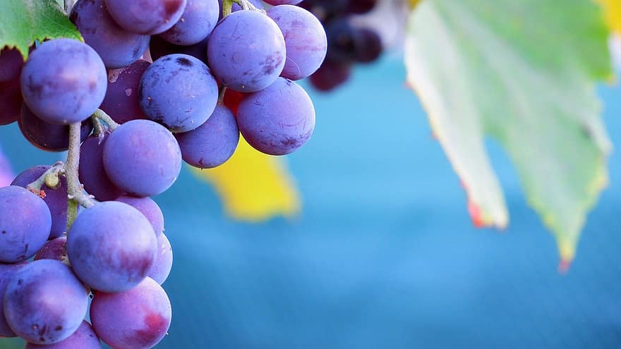 uvas, naturaleza, azul