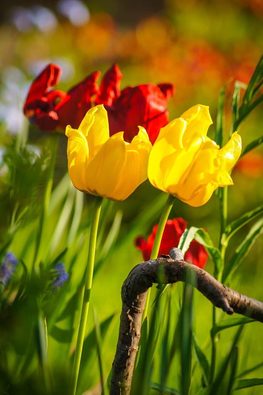 tulipani, fiori, giardino