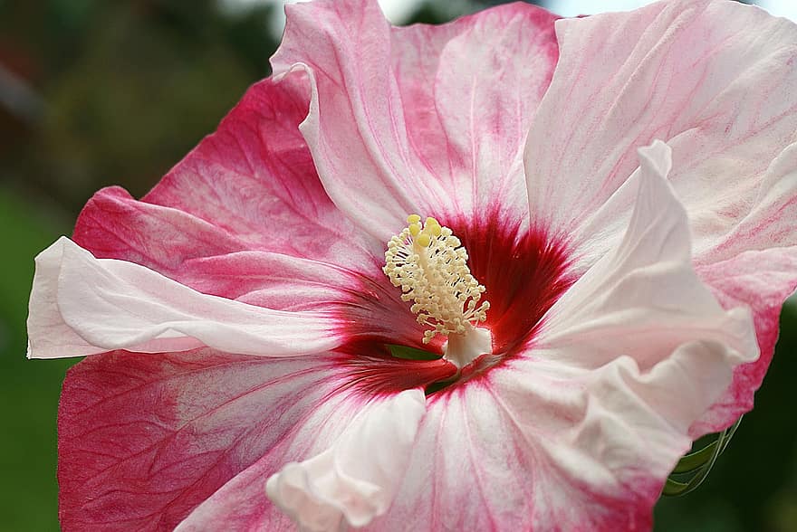 hibiscus, hibiscus syriacus, vogelmelk, kleur, wit en rood, tropisch, exotisch, wit, bloem, bar, tuin-