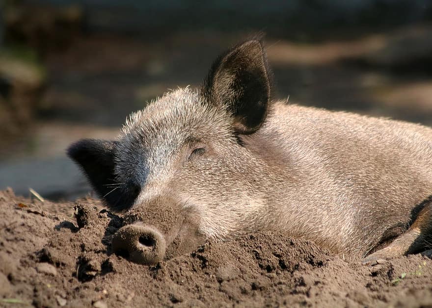 lợn rừng, con lợn, đất, thú vật, động vật có vú, mõm