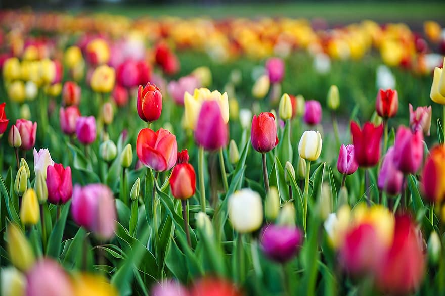 Tulpen, Blumen, Feld, Frühling, Frühlingsblumen, Tulpe, mehrfarbig, Blume, grüne Farbe, Pflanze, Sommer-