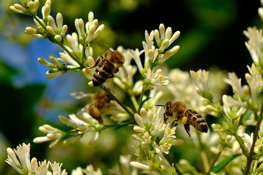 abejas, insectos, polinizar, polinización, las flores, insectos alados, alas, naturaleza, himenópteros, entomología