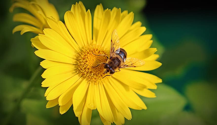 bite, kukaiņi, apputeksnēt, apputeksnēšana, zieds, spārnotais kukainis, spārni, raksturs, hymenoptera, entomoloģija, dzeltens