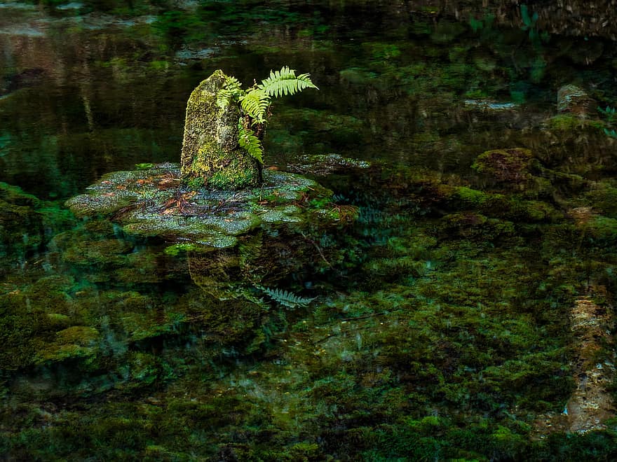 mata air, kolam, patung Budha, Jepang, kumamoto, ubuyama, di bawah air, warna hijau, air, ikan, karang