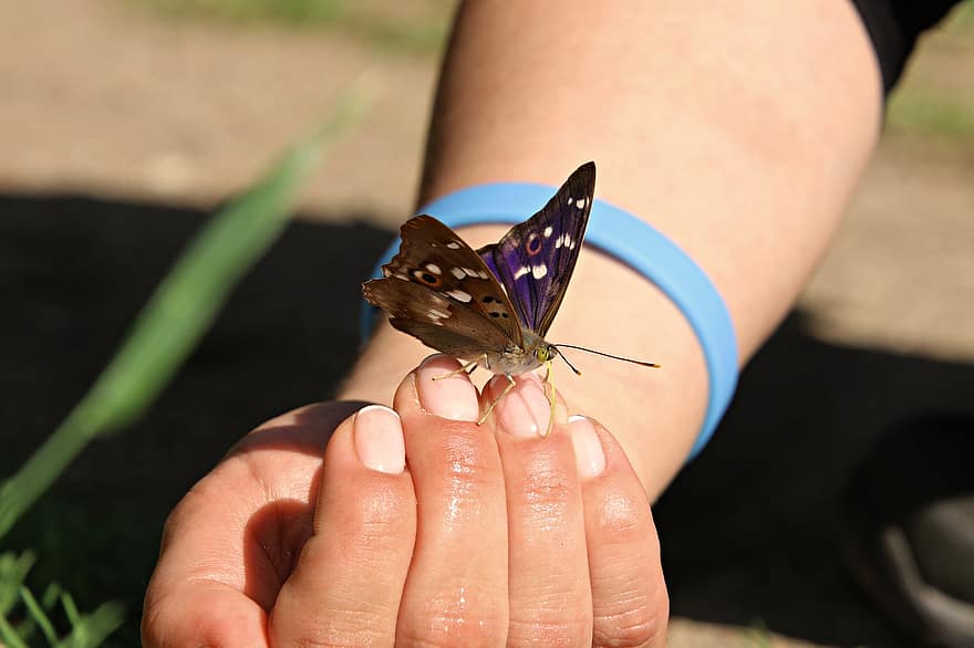 sommerfugl, insekt, hånd, winged insekt, sommerfugl vinger, fauna, entomologi, natur, tæt på, menneskelig hånd, sommer
