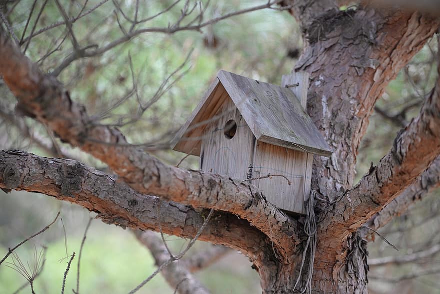 pajarera, caja nido, árbol, pájaro, naturaleza, parque, nido de animales, madera, rama, bosque, de cerca