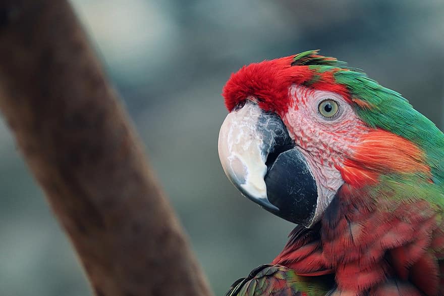 папагал, Червеноглав ара, птица, животно, дивата природа, клюн, перце, многоцветни, ара, домашни любимци, едър план