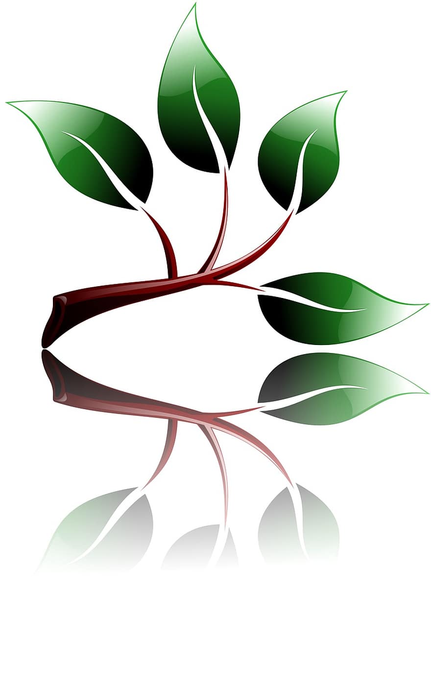 filiāle, ekoloģiski, vidi, zaļa, augt, izolēts, lapas, raksturs, augu, asns, simbols
