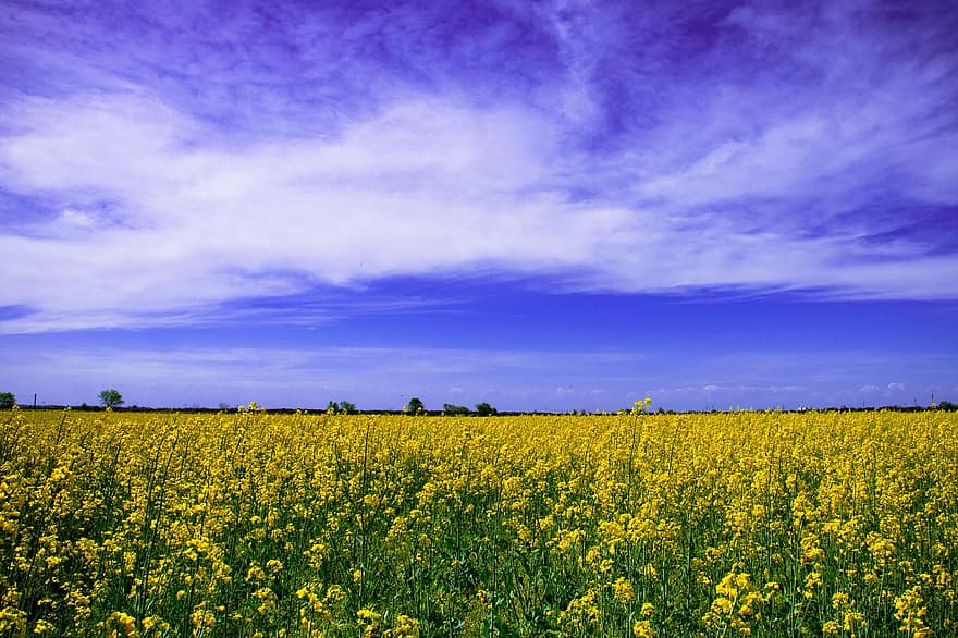 những bông hoa, hạt cải dầu, cánh đồng hạt cải dầu, bầu trời, những đám mây, hoa vàng, Thiên nhiên, cánh đồng, Cánh đồng hạt cải dầu, cánh hoa, cánh hoa vàng