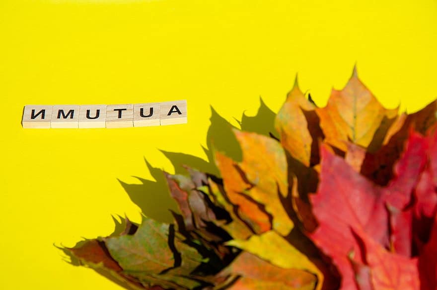 Herbst, Herbststimmung, Herbstdeko, Blatt, Gelb, mehrfarbig, Natur, Jahreszeit, Oktober, Hintergründe, Farben