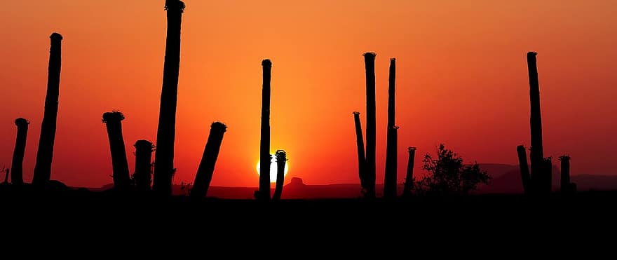 posta de sol, Parc Saguaro, Amèrica, paisatge, salvatge, cactus, desert, viatjar, sol, àrid, calenta
