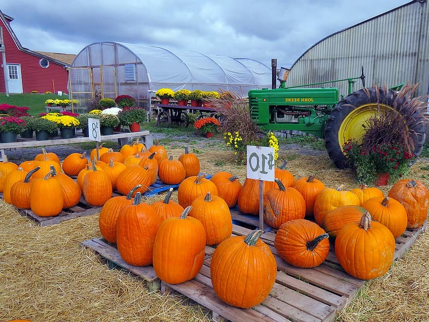 ファーム、カボチャ、かぼちゃ農園、押しつぶす、オレンジ、10月、シーズン、トラクター、納屋、デコレーション、干し草