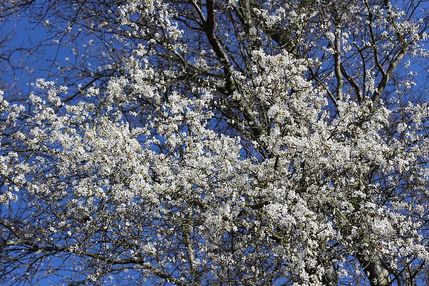 Tree, Blossom, Flowers, Bloom, Forest, Park, Spring, Nature, White, springtime, branch
