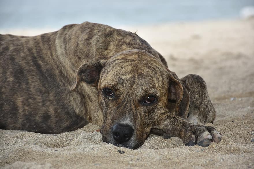 개, 바닷가, 쉬고있는, 동물, 착한 애