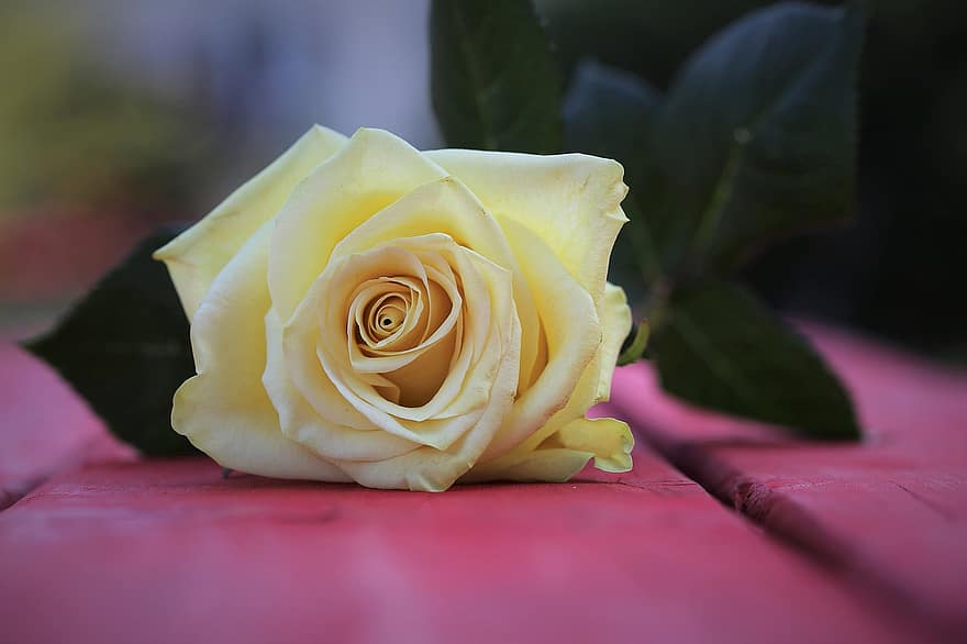 rose, blomst, gul rose, gul blomst, rosa foetida, dekorative, rød benk, nærbilde, utendørs, fargerik, natur