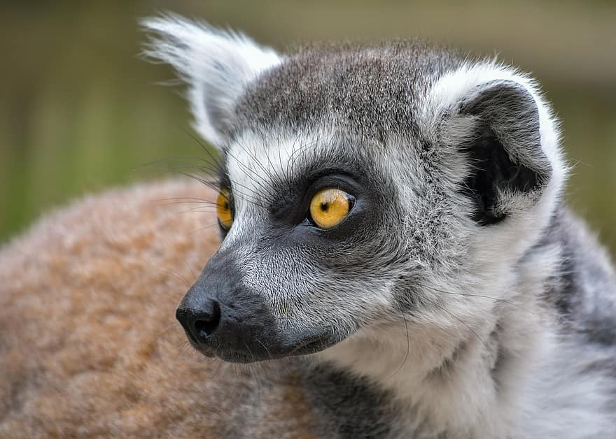 lemur, trælevende, primat, Trælevende primat, madagaskar, pattedyr, vild, vildt dyr, dyreliv, ødemark, hoved