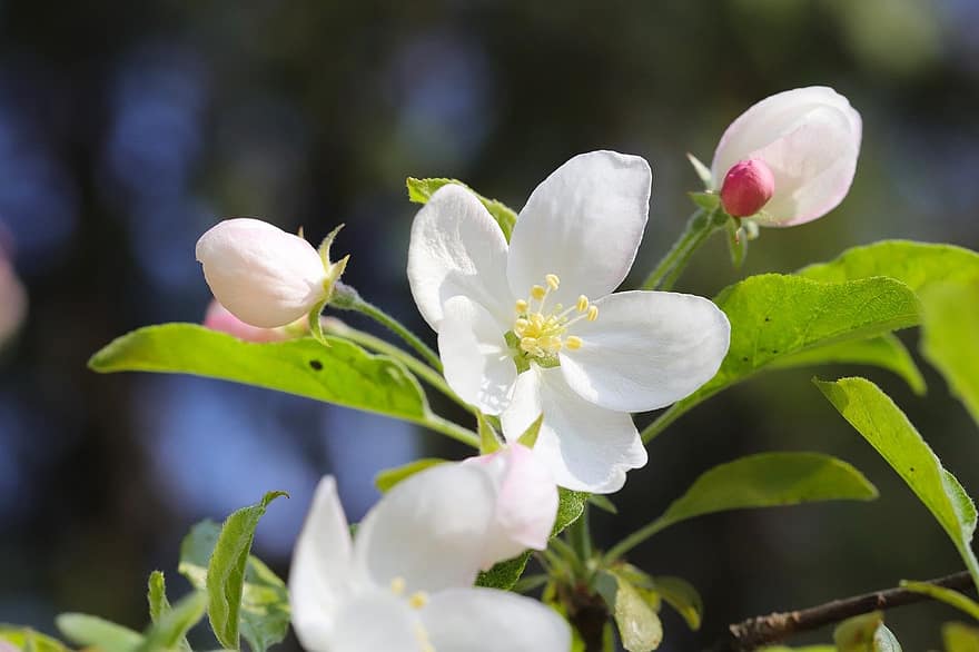 primăvară, floare, floare de mere, botanică, creştere, a inflori, inflori, petale, macro, grădină, a închide