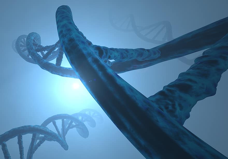 กรด deoxyribonucleic, เกลียวคู่, DNS, Gen, อณู, โครโมโซม, ข้อมูลทางพันธุกรรม, ชีวโมเลกุล, มีชีวิต, สัตว์, โพลีนิวคลีโอไทด์