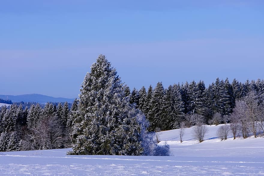 الأشجار ، شتاء ، ثلج ، المناظر الطبيعيه ، المناظر الطبيعية في فصل الشتاء ، شتوي ، سحر الشتاء ، منظر الثلوج ، البرد