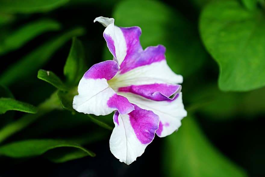 Petunia, Flower, Garden, Flora, leaf, plant, close-up, green color, summer, petal, purple