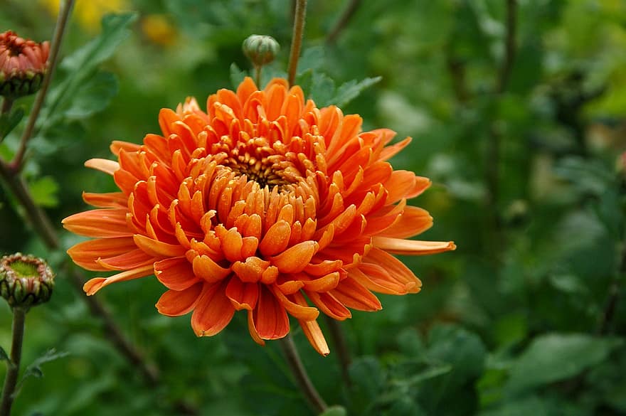 krysantemum, blomst, flor, orange blomst, orange kronblade, blomstre, flora, natur, efterår, have