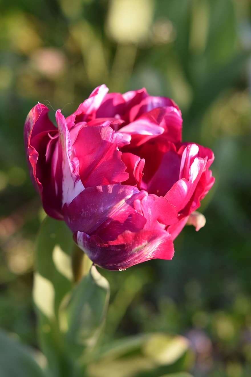 tulipan, kwiat, roślina, tulipan papuzi, płatki, flora, Natura