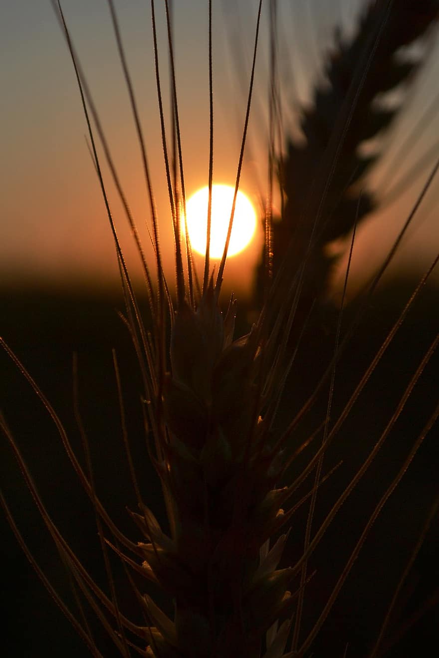 pšenice, tráva, západ slunce, růst