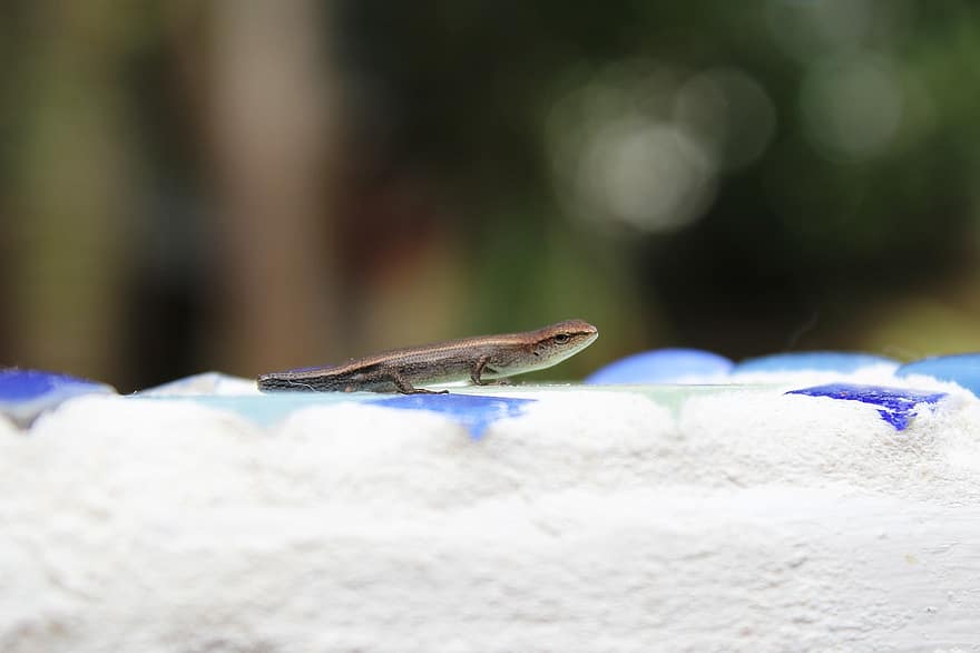 gecko, llangardaix, birdbath, rèptil, vida salvatge
