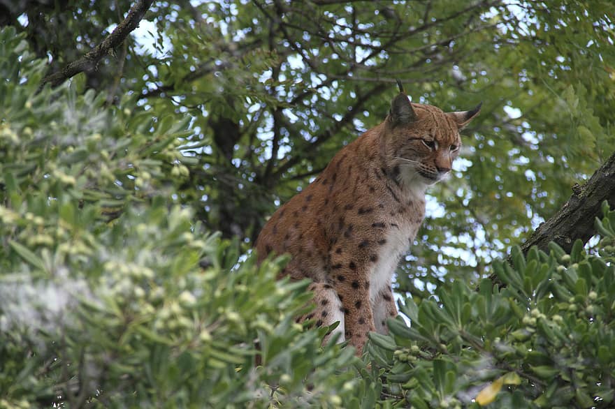 Lynx, animal, mammifère, félin, prédateur, faune, safari, zoo, la nature, photographie de la faune, région sauvage