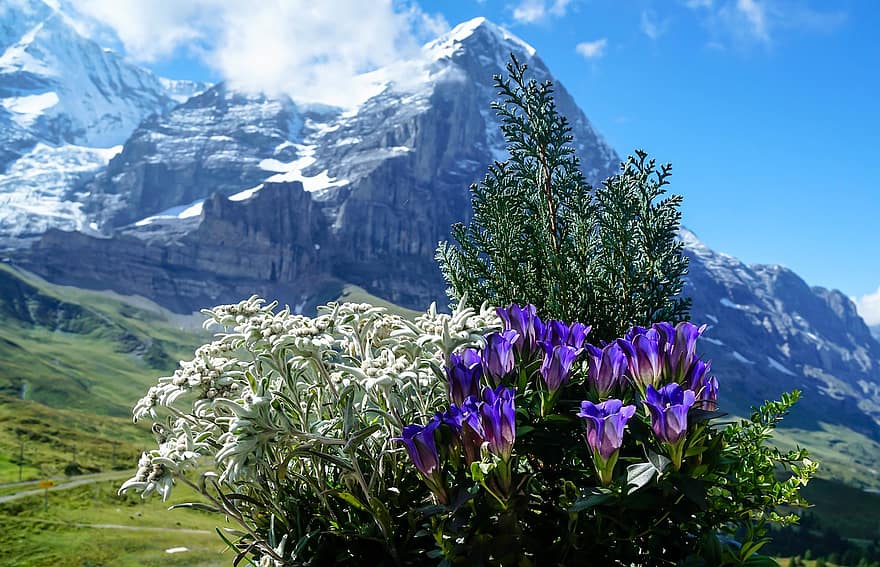 montanhas, Suíça, flores, Alpes, natureza
