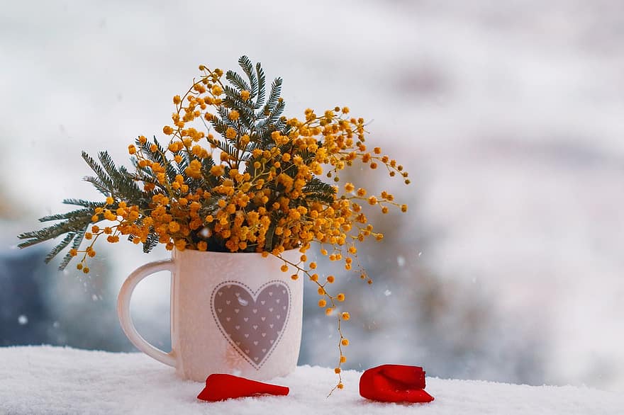 gėlės, puodelis, sniegas, mimoza, dovanos, žiemą, šalta, snieguotas, žiemos, pobūdį, meilė