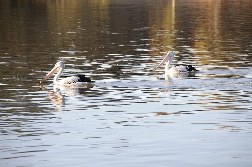 pelikanai, paukščių, upė, gyvūnams, laukinės gamtos, vanduo, laukiniai, atspindys, plaukimas, pobūdį, plunksnos