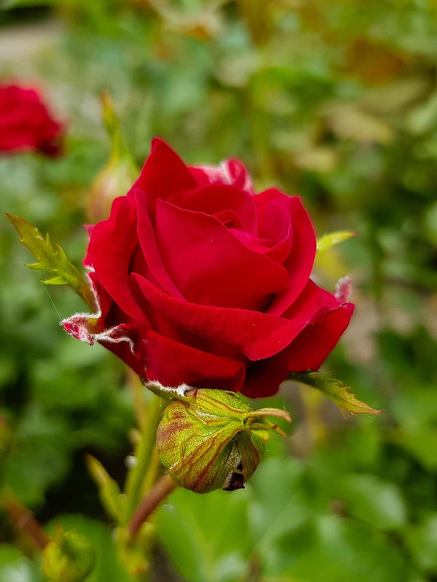 rosa, flor, Rosa vermella, flor vermella, brot, pètals, pètals vermells, florir, flora, planta