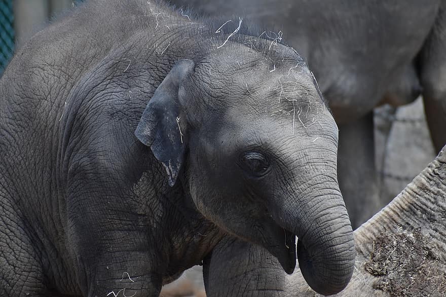 Elefant, Kalb, Tier, Baby Elefant, junger Elefant, Säugetier, Tierwelt, Dickhäuter, Kofferraum, Safari, Zoo