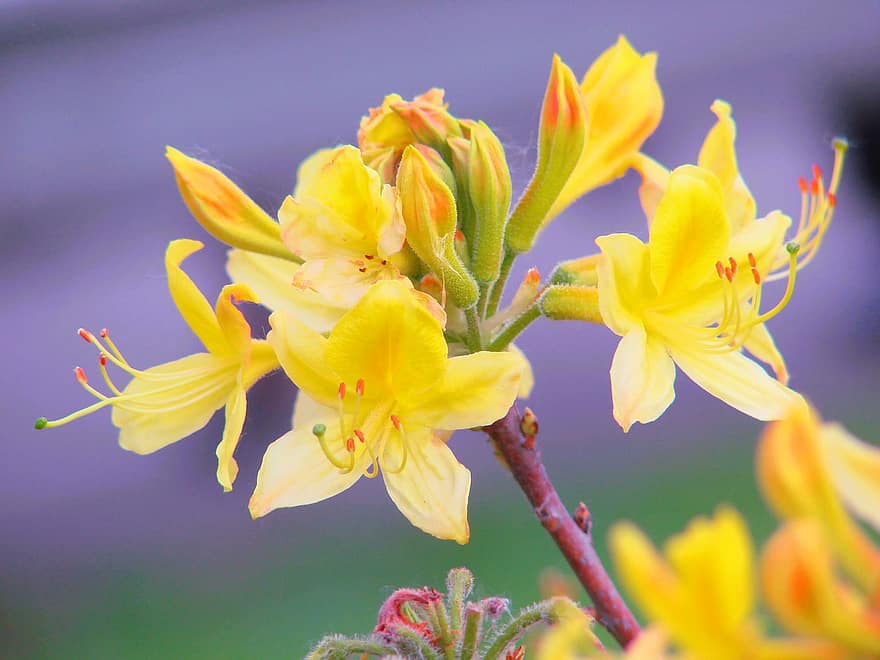 Geißblatt Azalee, Blumen, Pflanze, Gelbe Azalee, gelbe Blumen, Knospen, blühen, Natur, Frühling, Garten, Nahansicht