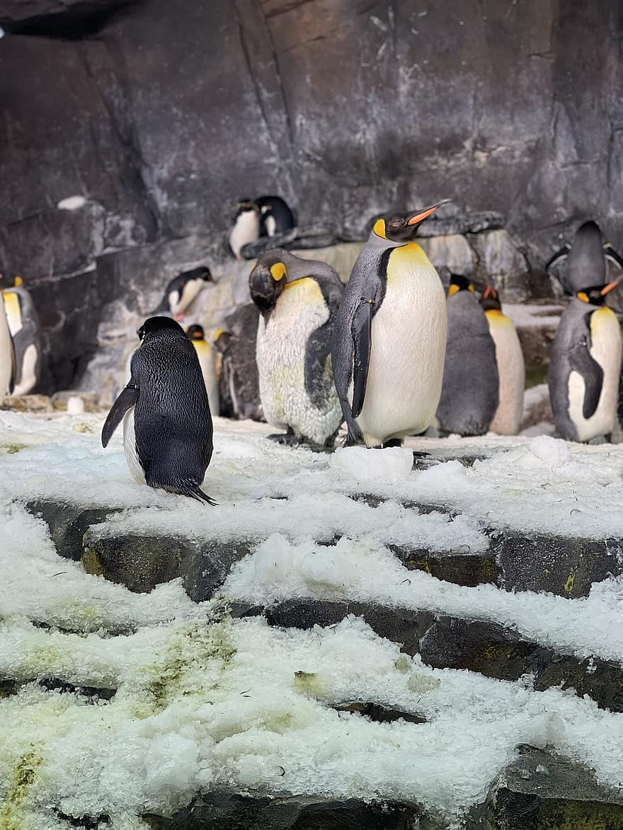 pingüins, ocells, animal, pingüins emperador, vida salvatge, fauna, naturalesa, gel, fred