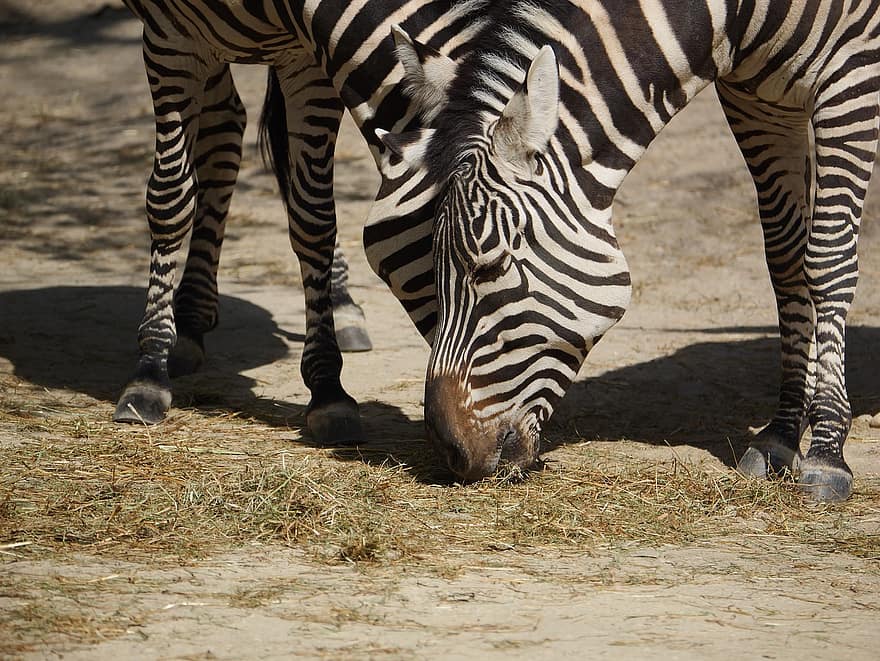 zebra, dyr, pattedyr, heste-, vild, dyreliv, striber, natur, tæt på, Afrika, stribet