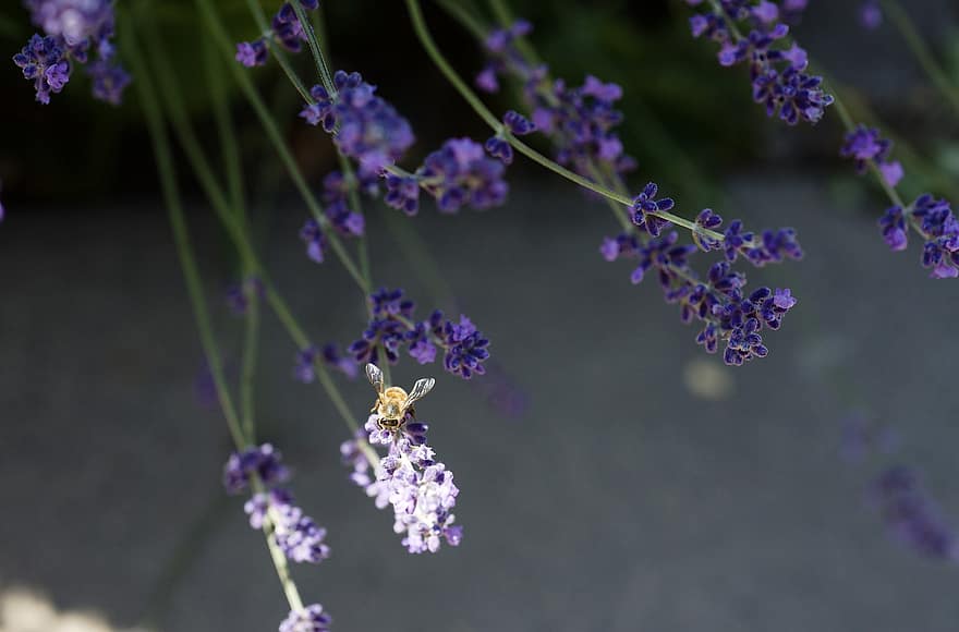 honungsbi, bi, insekt, vår, natur, pollen, trädgård, blomma, lavendel-, kronblad, sommar