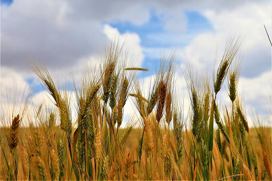 пшеница, культура, поле, колос пшеницы, зерновые, завод, ферма, сельхозугодий, пахотные земли, сельское хозяйство, сельская местность